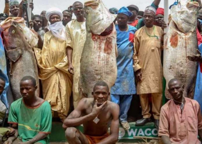 Mallam Abubakar Ya’u from Augie Local Govern­ment Area of Kebbi on Saturday got N10 million, two new cars and two Hajj seats for catching the biggest fish weighing 78 kilogramme at the 2020 Argungu fishing festival.
