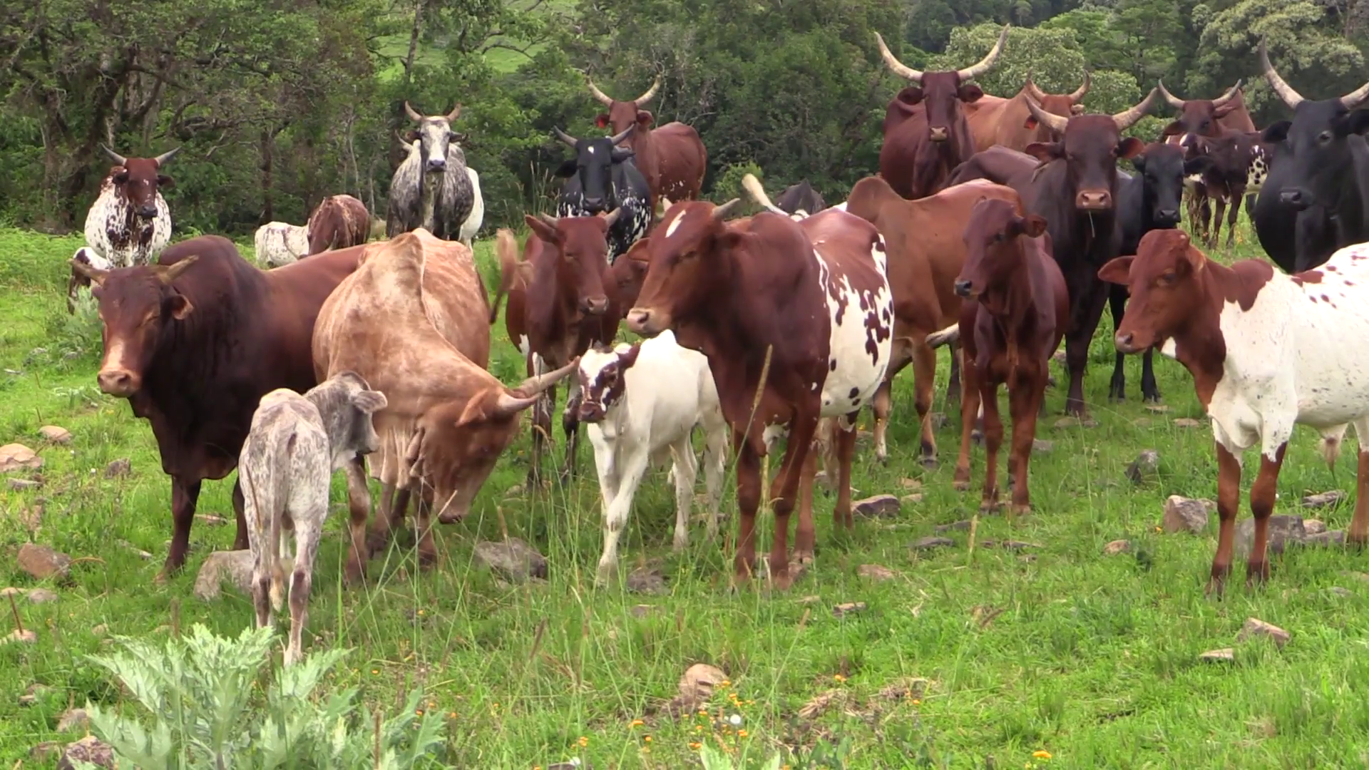 Cow runs amok, kills owner in Delta abattoir